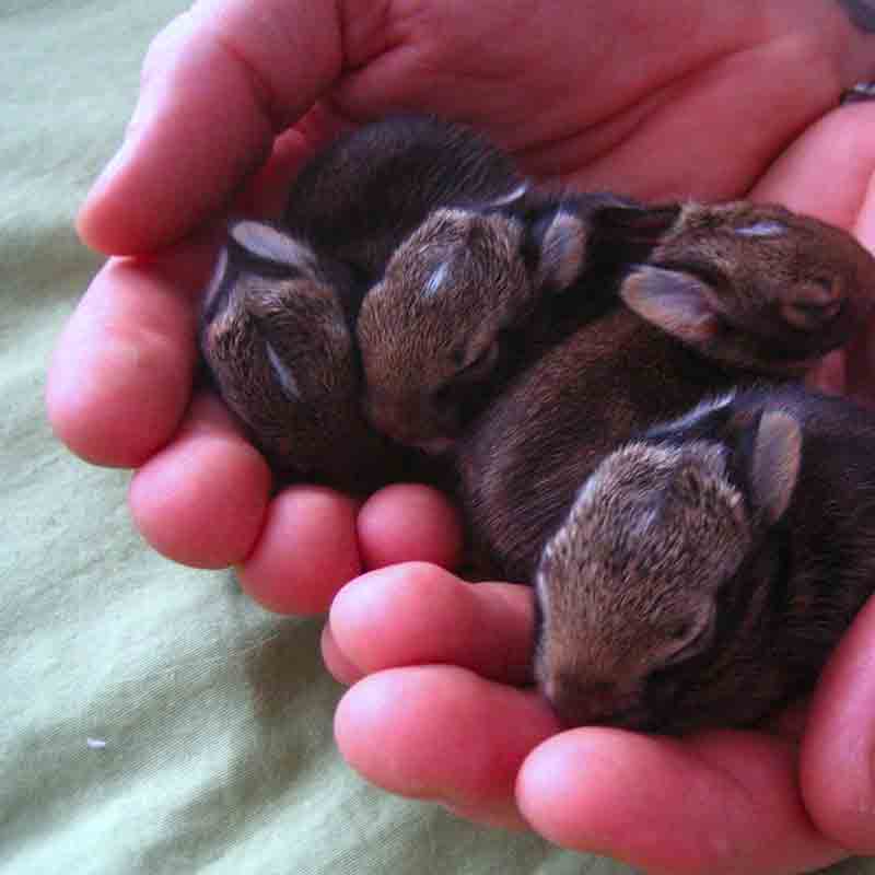 Can Baby Rabbits See