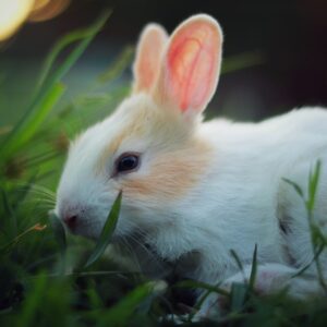 Can a rabbit survive a broken leg?
