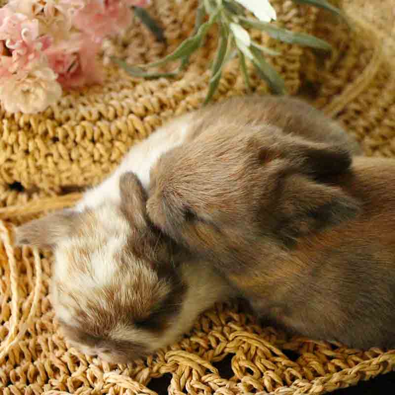 Can newborn bunnies survive without their mother