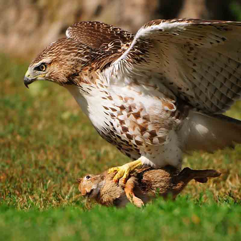 Can rabbits defend themselves against hawks