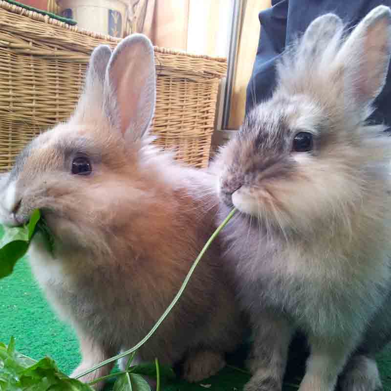 Can two Female Rabbits live Together?