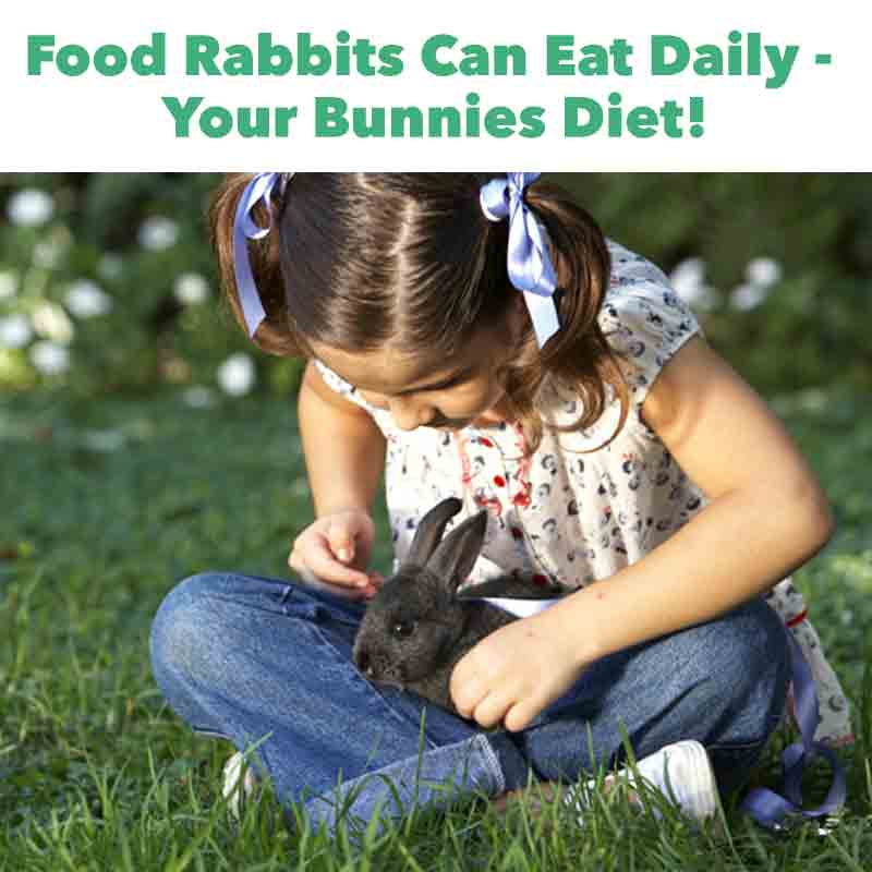 Food Rabbits Can Eat Daily