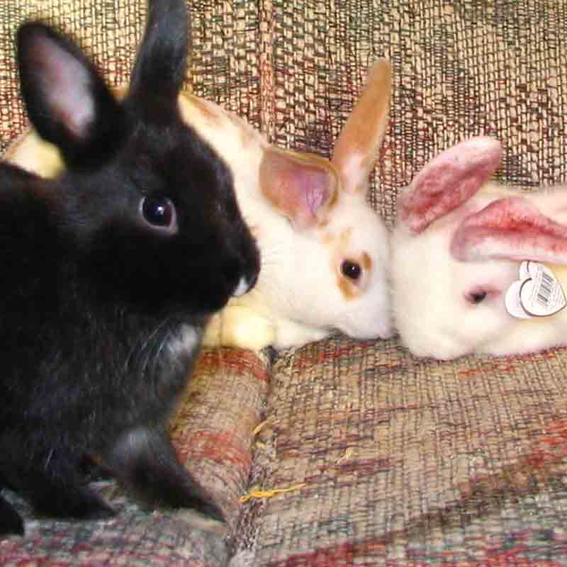 How long do you leave a male and female rabbit together?