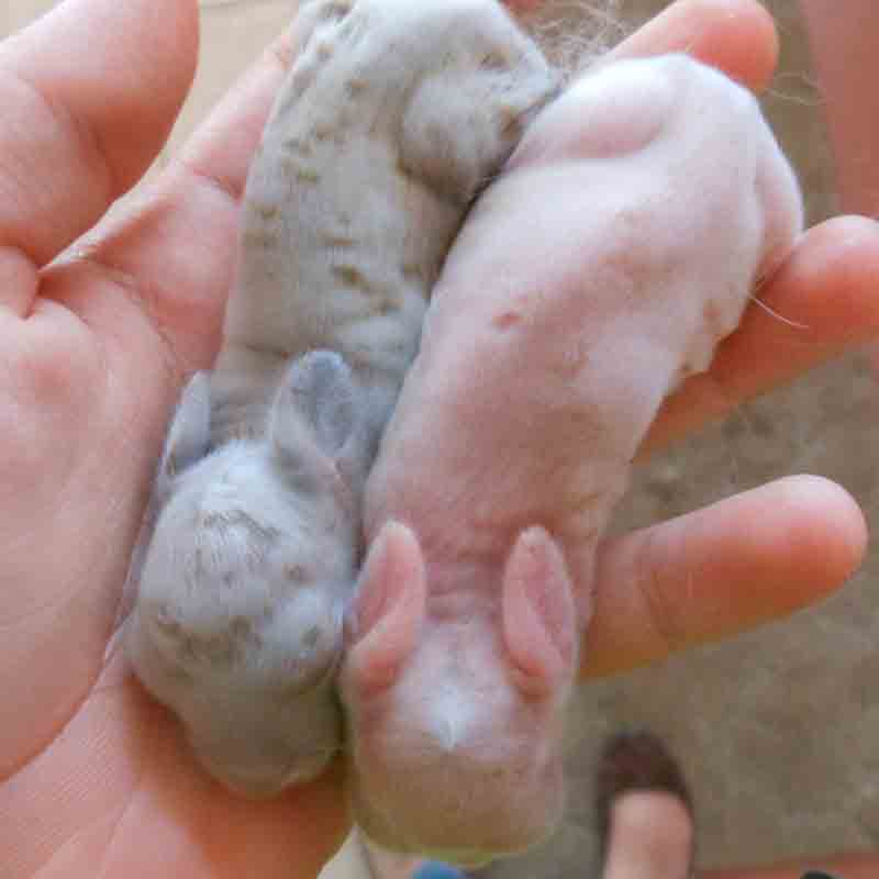 Other reasons why newborn rabbit won't open his eyes