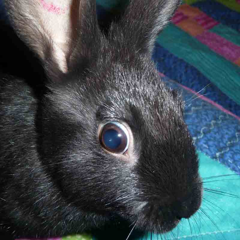 Signs of vitamin D deficiency in rabbits