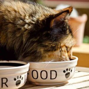 What Do Cats Like To Eat For Breakfast