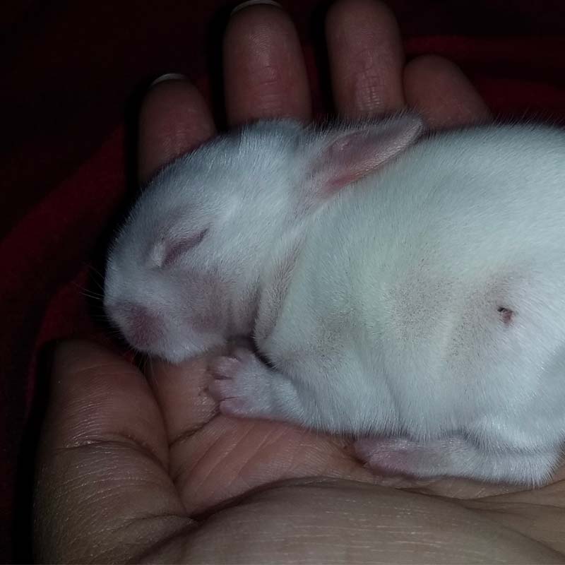 What Do Newborn Baby Bunnies Eat
