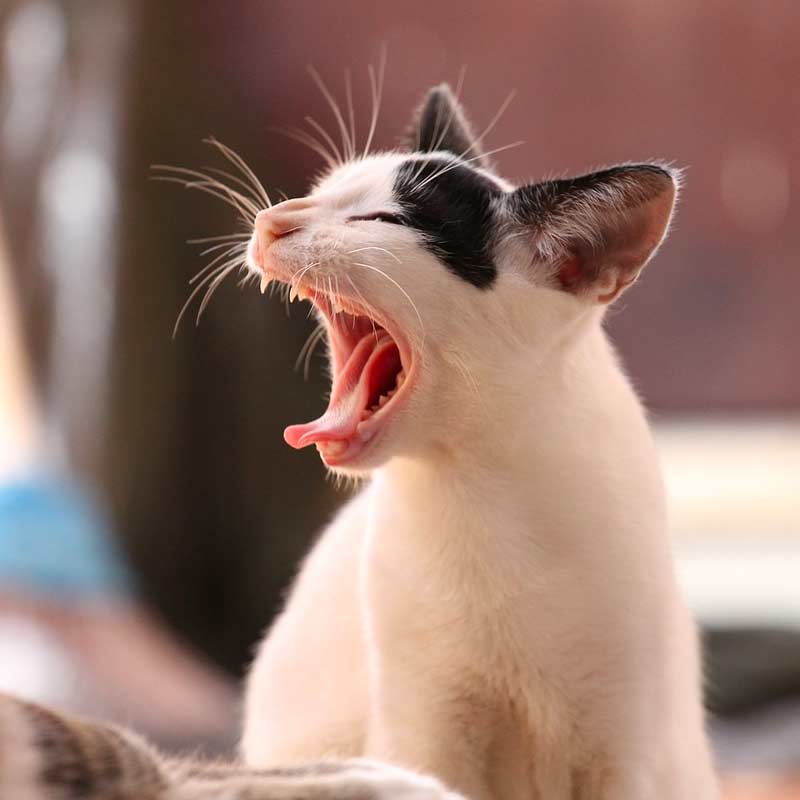 Do cats have poison in their teeth?