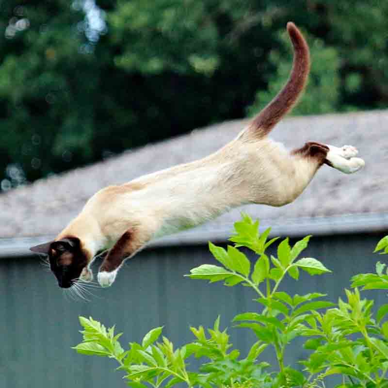 Do cats jump higher than dogs?
