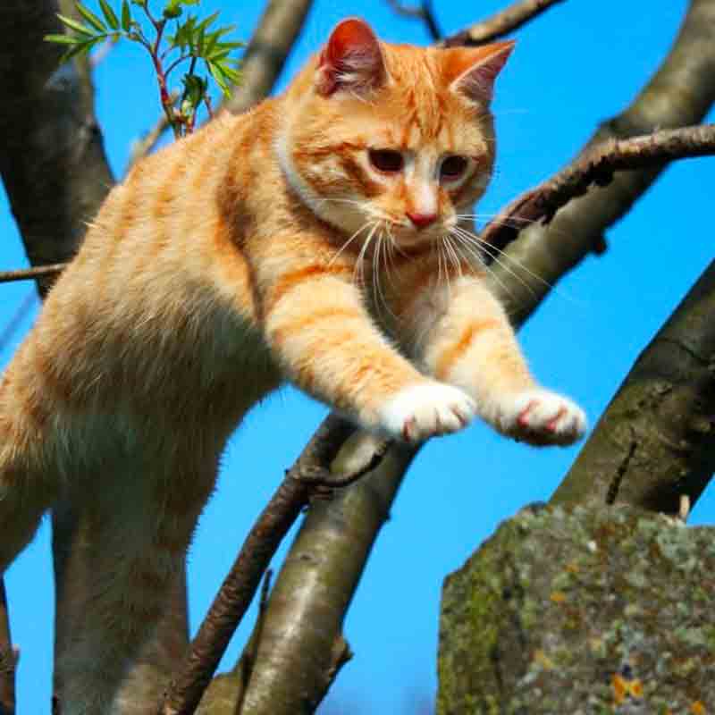 How high can an average cat jump?