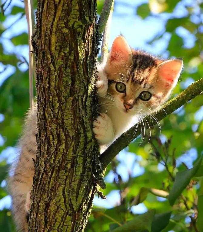 Why Do Cats Climb Trees And Get Stuck