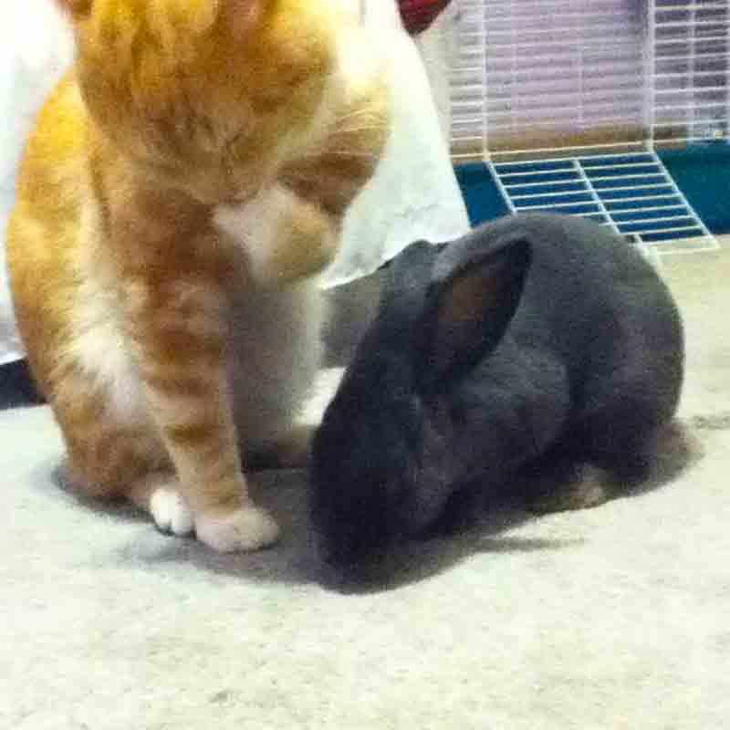 Are cats a danger to rabbits