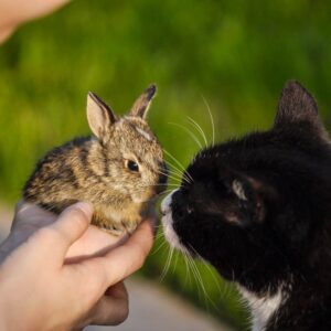How to keep cats away from rabbits