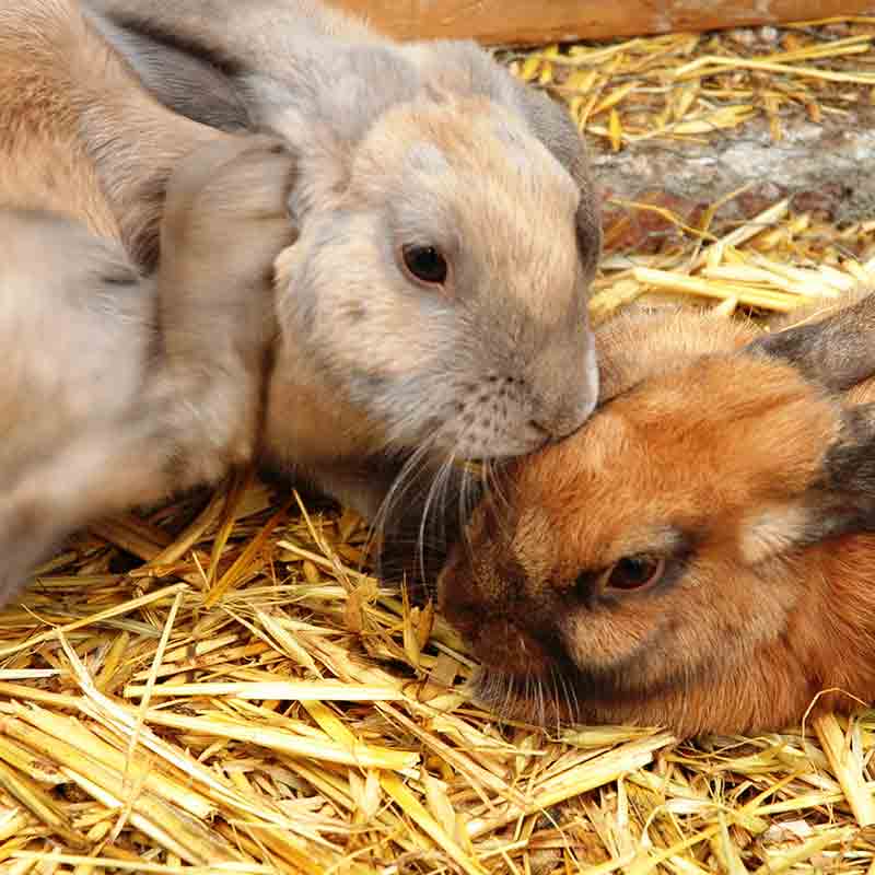 What do rabbits like to sleep on
