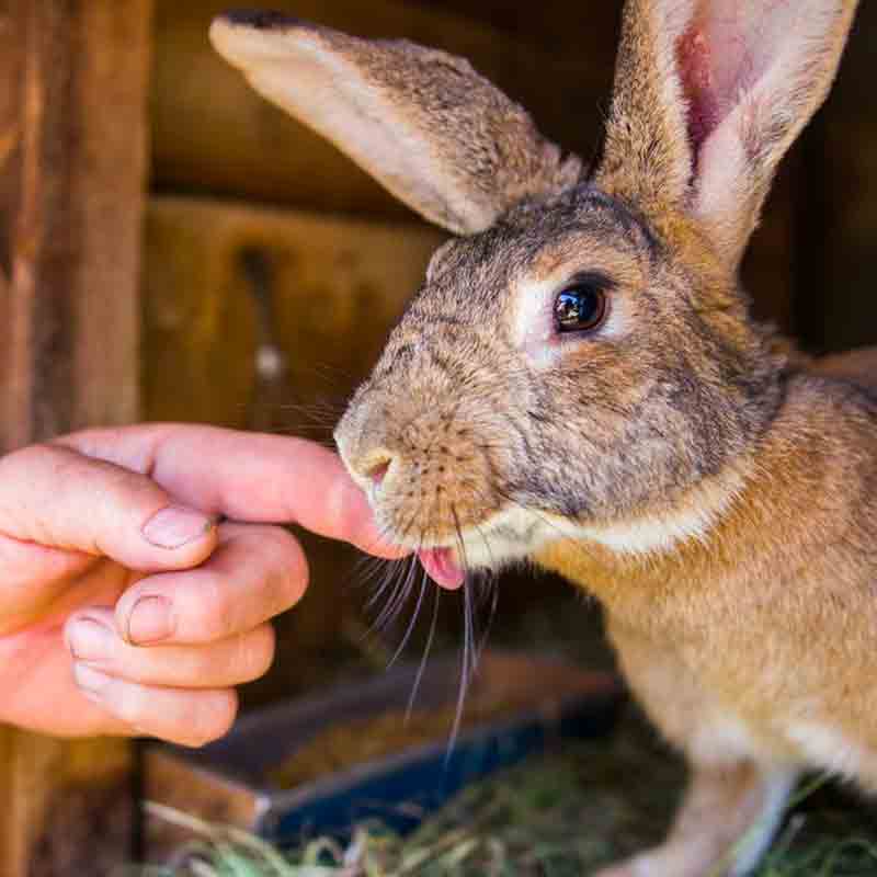 What to do if a rabbit scratches you