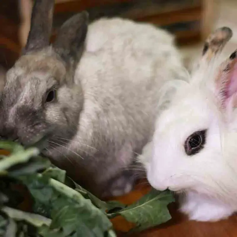 When To Separate Male And Female Rabbits