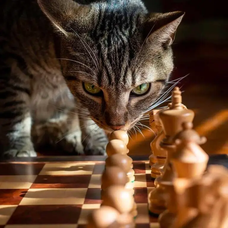 Are cats smarter than humans