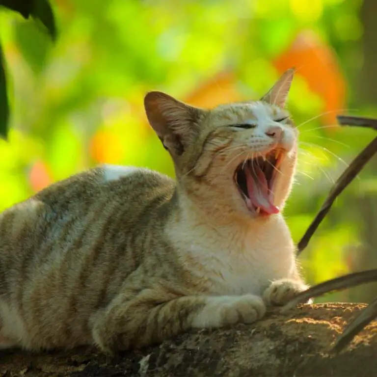 Do Cats Have Poison In Their Saliva