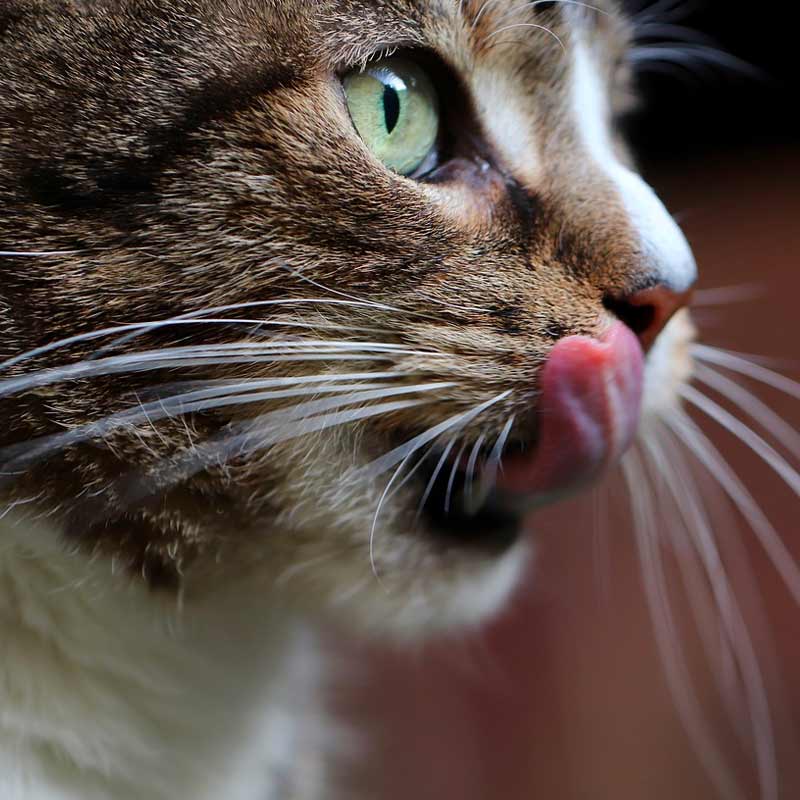 Do Cats Smell With Their mouth?