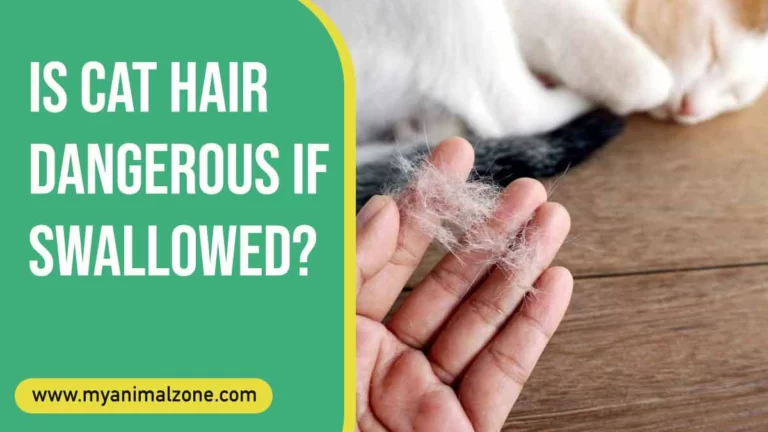 Is Cat Hair Dangerous If Swallowed?