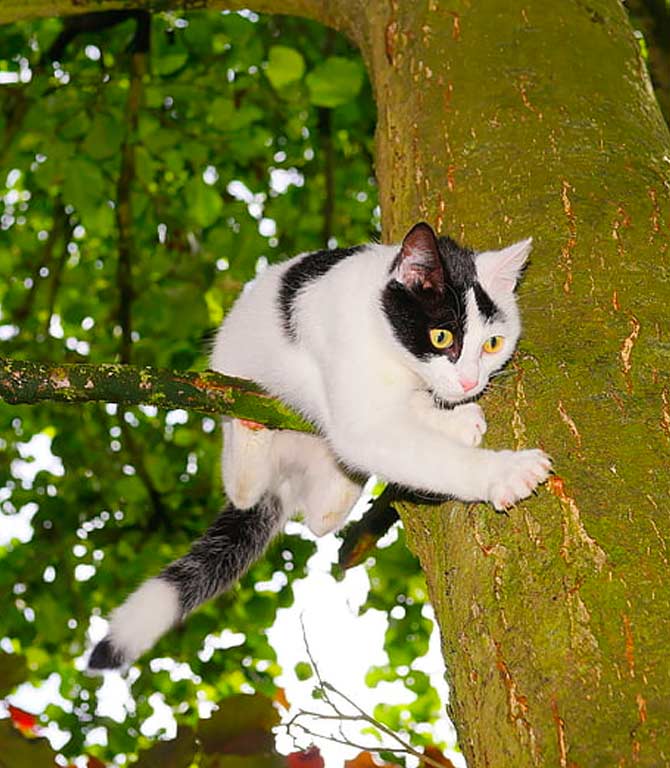 Is climbing trees fun for cats? Or is it just dangerous?