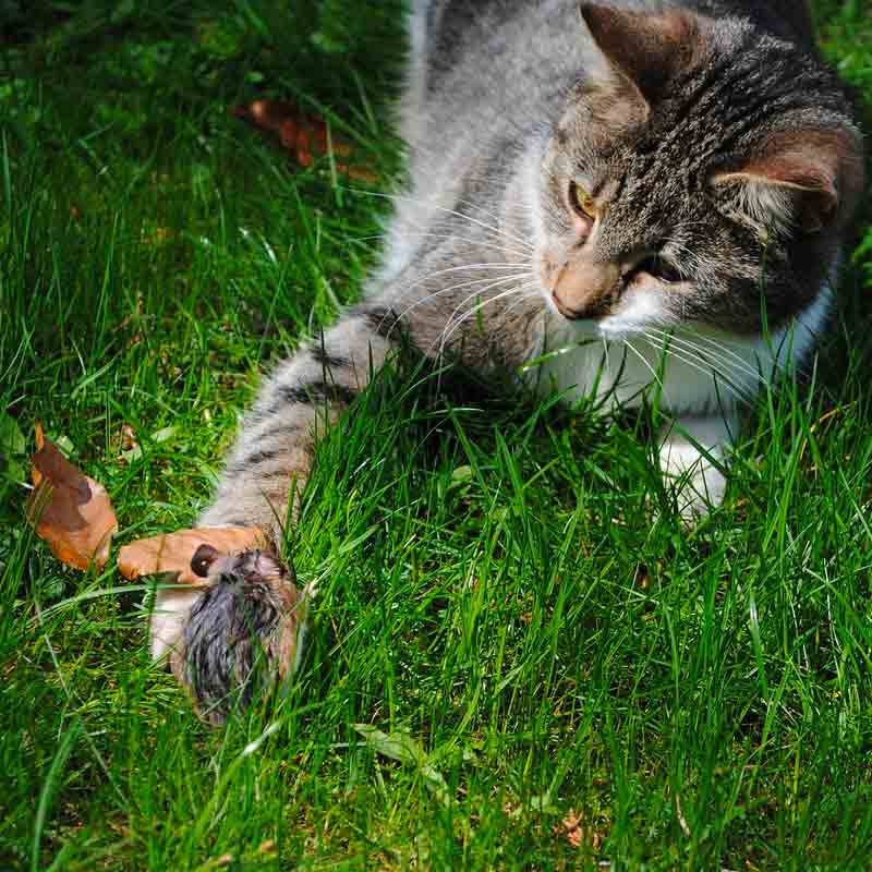What To Do When Your Cat Brings You Dead Animals