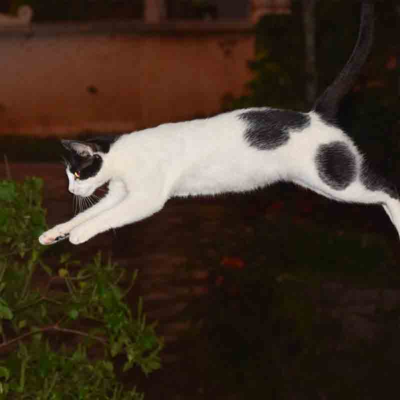 What breed of cat can jump the highest?