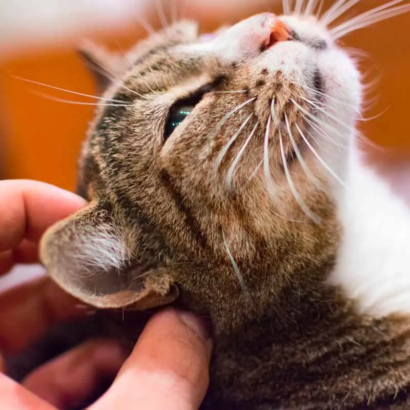 What can you do if your cat stops purring?