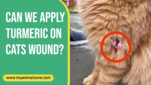 Can We Apply Turmeric On Cats Wound