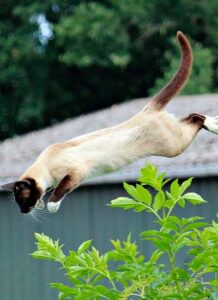 How Do Cats Jump So High