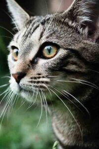 Are Tabby Cats Hypoallergenic
