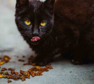 Can Cats Eat Expired Treats?