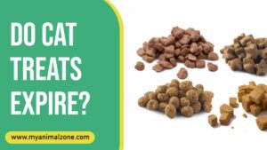 Do Cat Treats Expire? Are They Safe To For Cats?