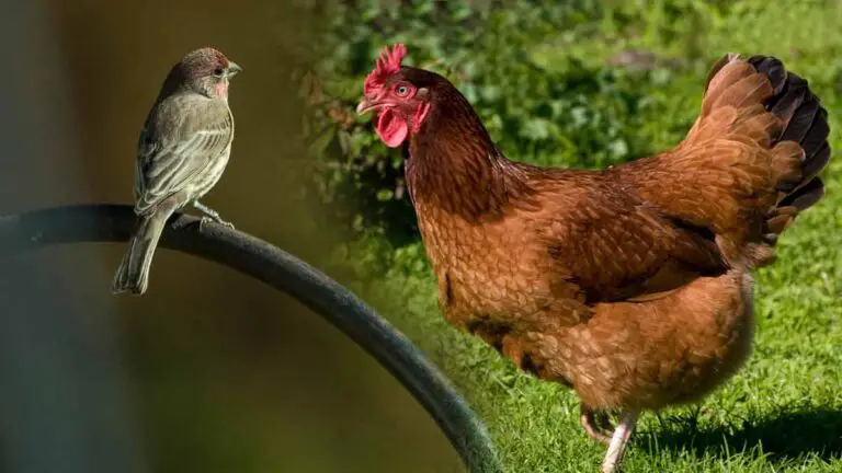 Can You Keep Finches With Chickens