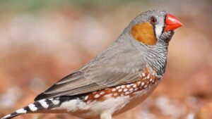 Can Zebra Finches Get Cold