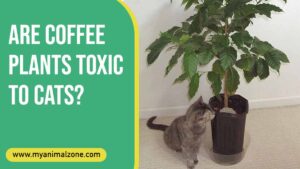 Are Coffee Plants Toxic To Cats