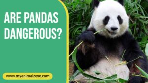 Are Pandas Dangerous