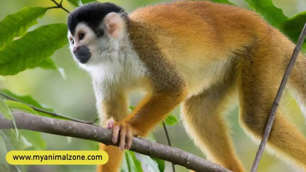 Black-Crowned Central American Squirrel Monkey