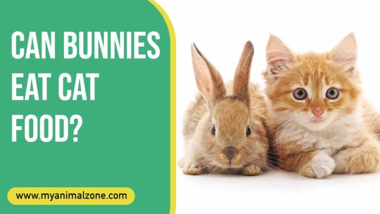 can bunnies eat cat food