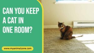 Can You Keep A Cat In One Room