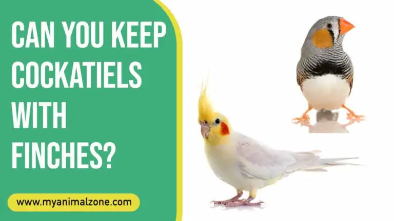 Can You Keep Cockatiels With Finches