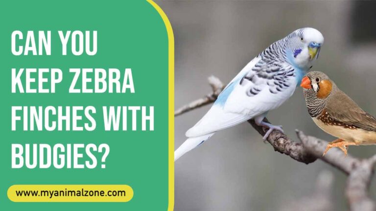 Can You Keep Zebra Finches With Budgies