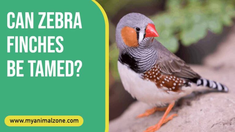 Can Zebra Finches Be Tamed