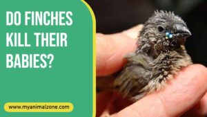 Do Finches Kill Their Babies