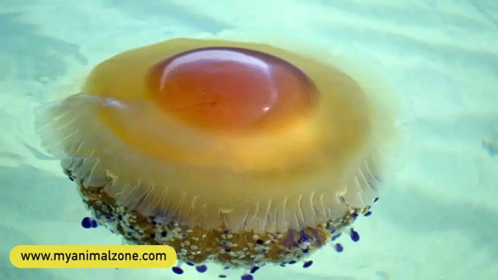 Fried Egg Jellyfish