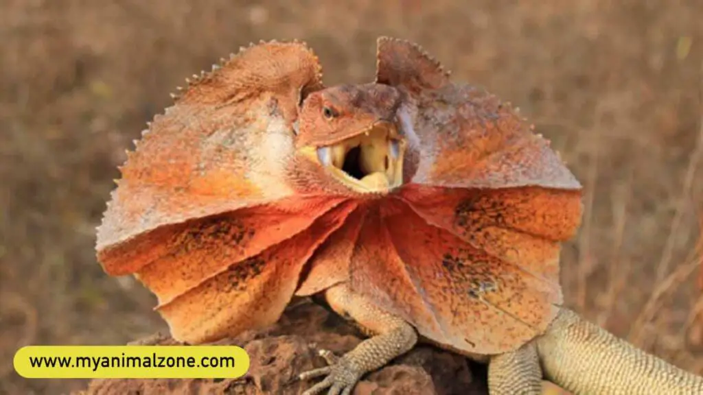 Frilled-Necked Lizard