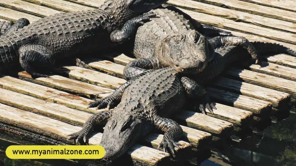 Group Of Baby Alligators