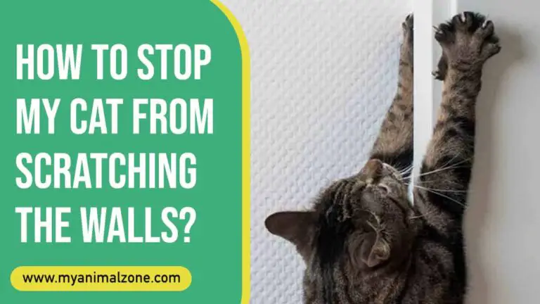 How To Stop My Cat From Scratching The Walls