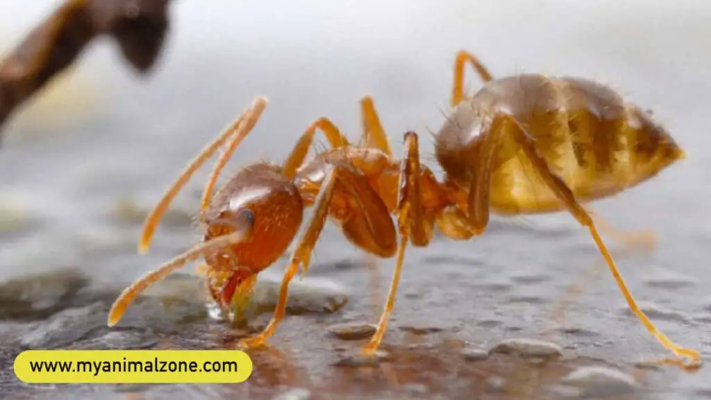 Rasberry Crazy Ant