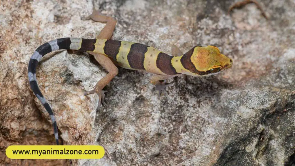 Southern Titiwangsa Bent-Toed Gecko